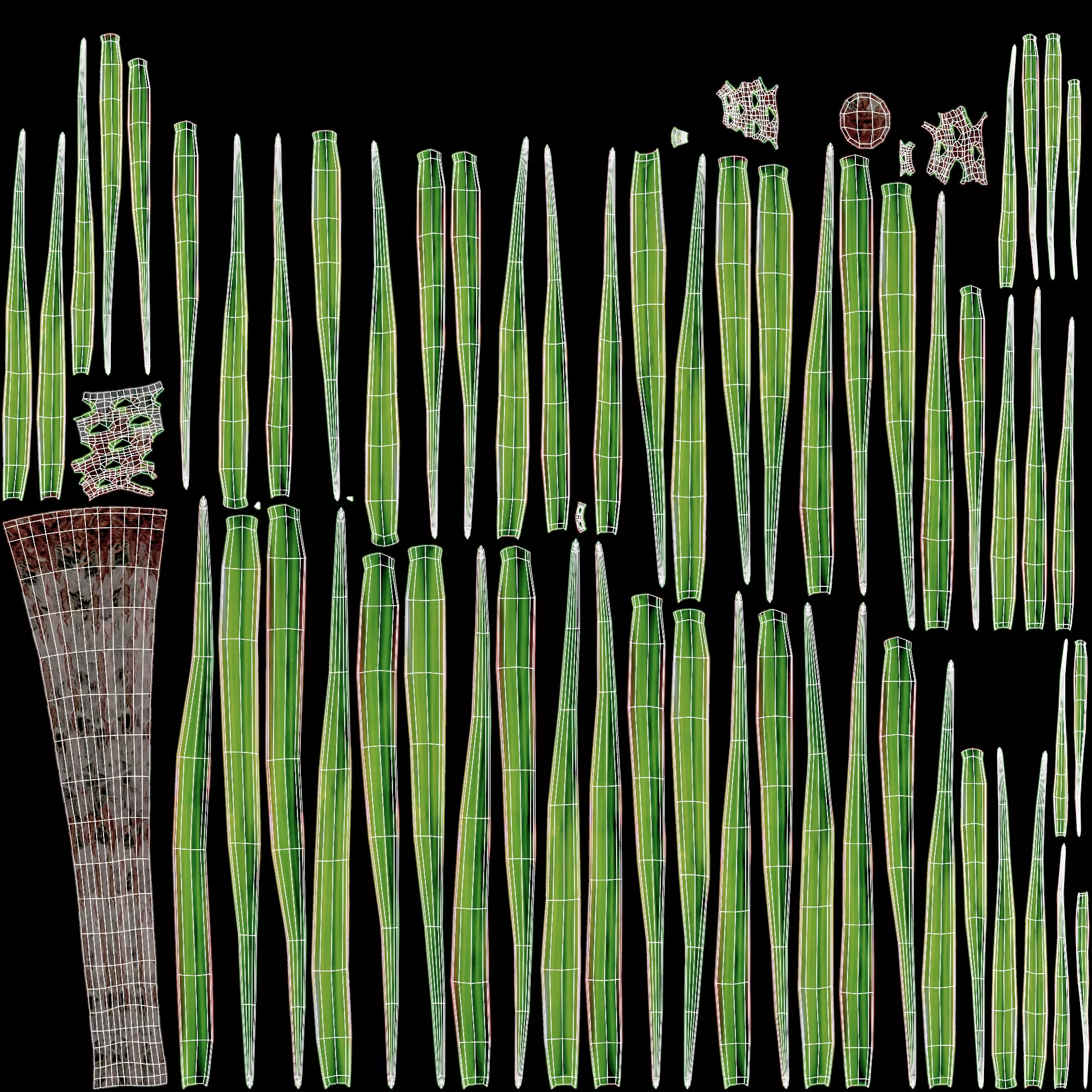 -Dracena V1- 3D model_7