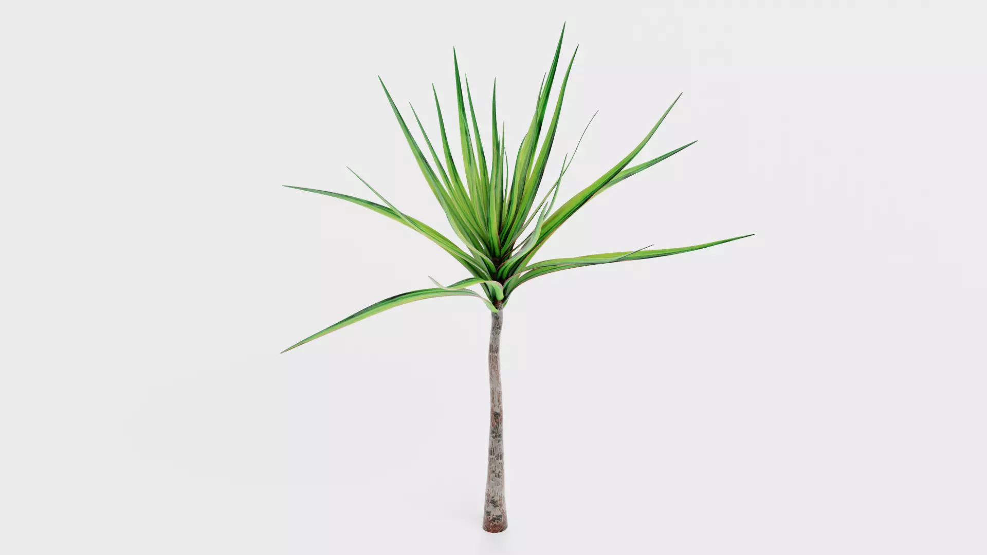 -Dracena V1- 3D model_3