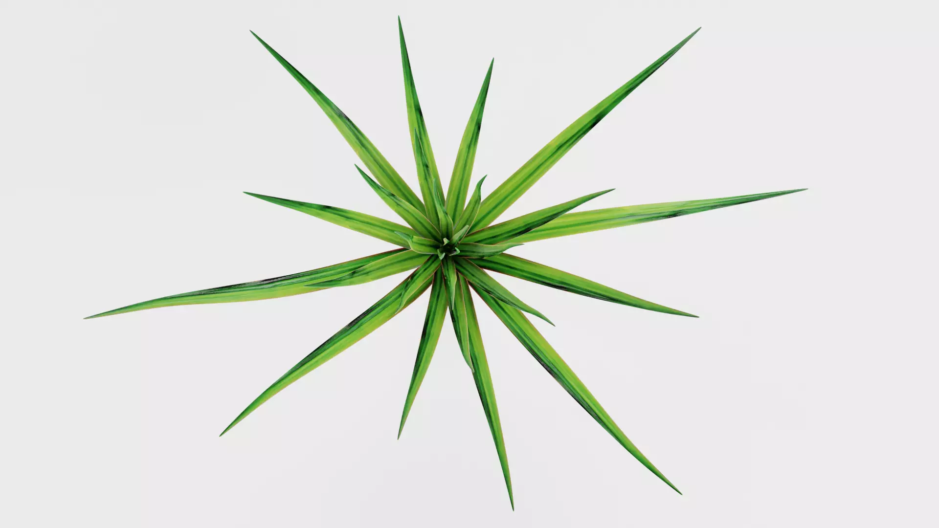-Dracena V1- 3D model_5