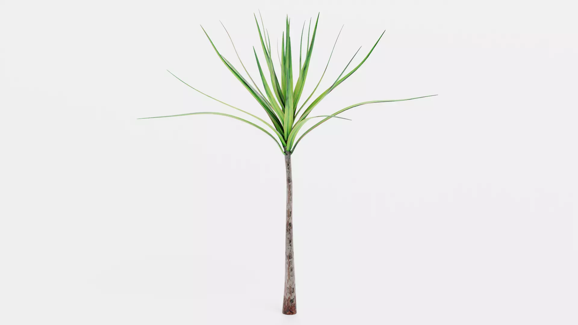 -Dracena V1- 3D model_0