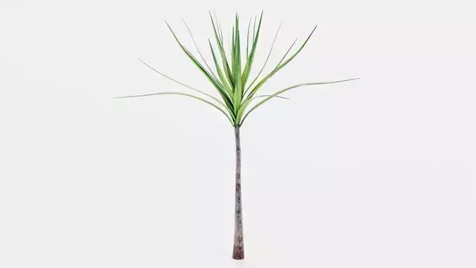 -Dracena V1-