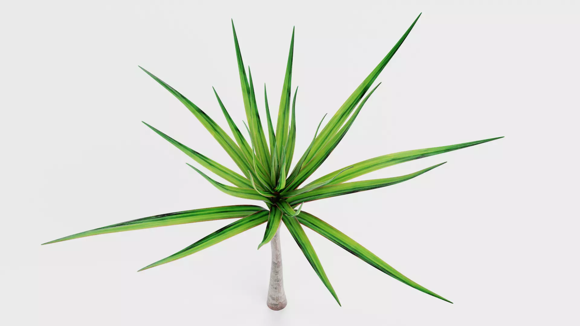 -Dracena V1- 3D model_4
