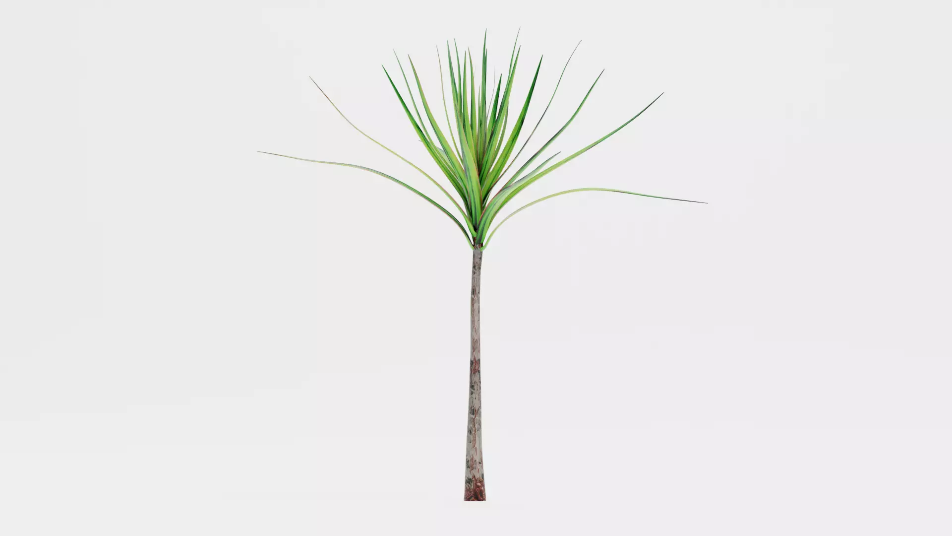 -Dracena V1- 3D model_6