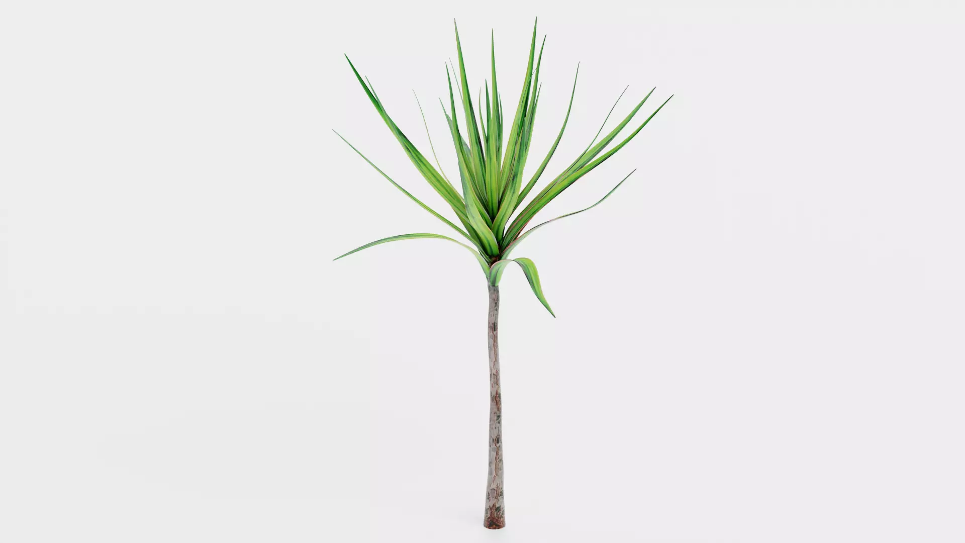 -Dracena V1- 3D model_2
