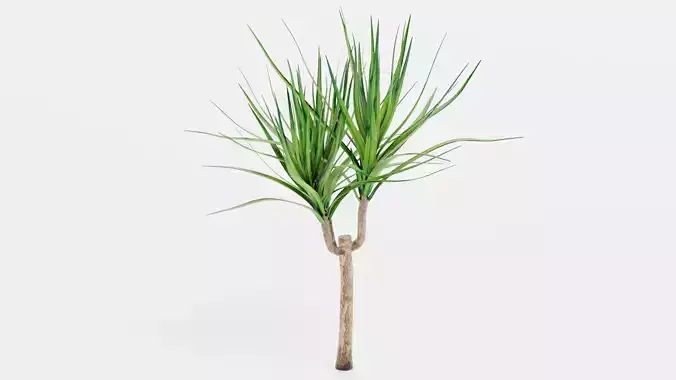 -Dracena V2-