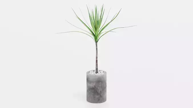 -Dracena in Pot V1-