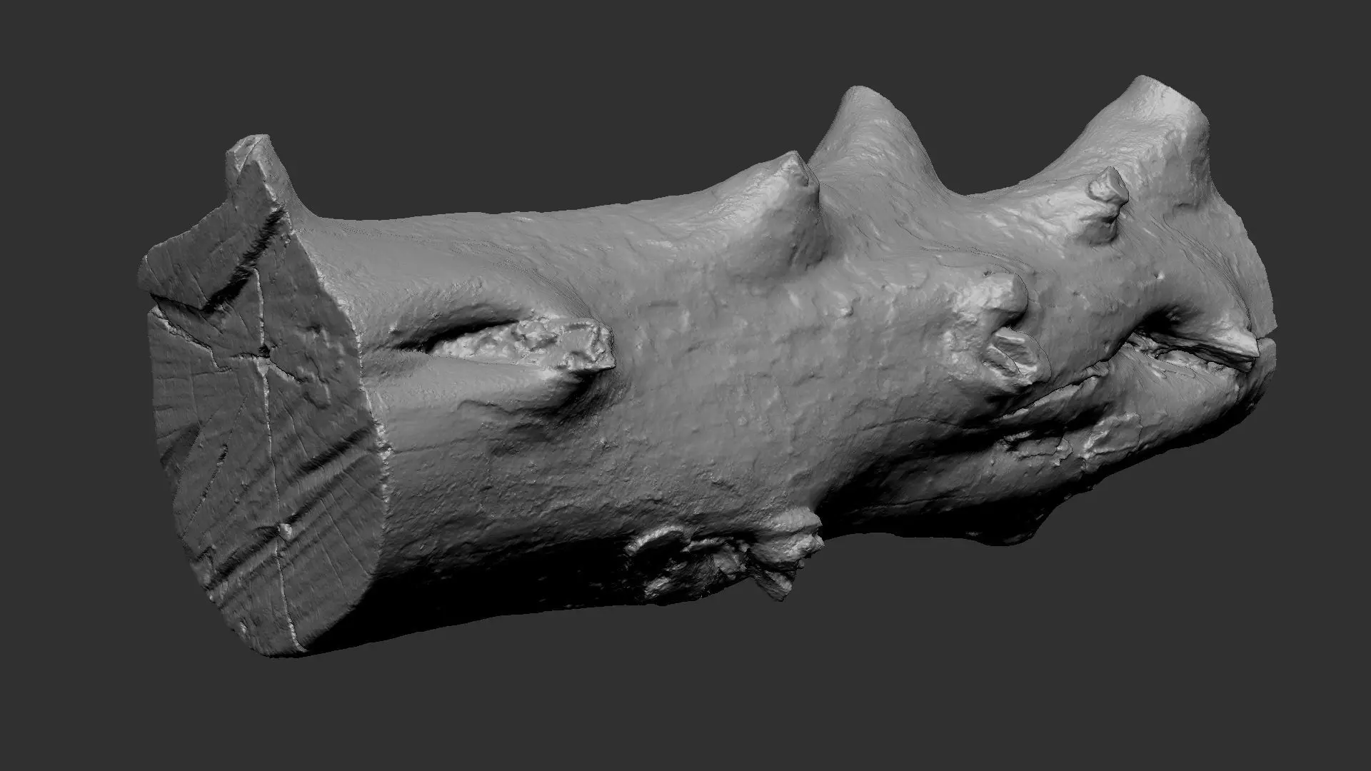 Tree trunk wood ZBrush engraving highpoly 3D model_7