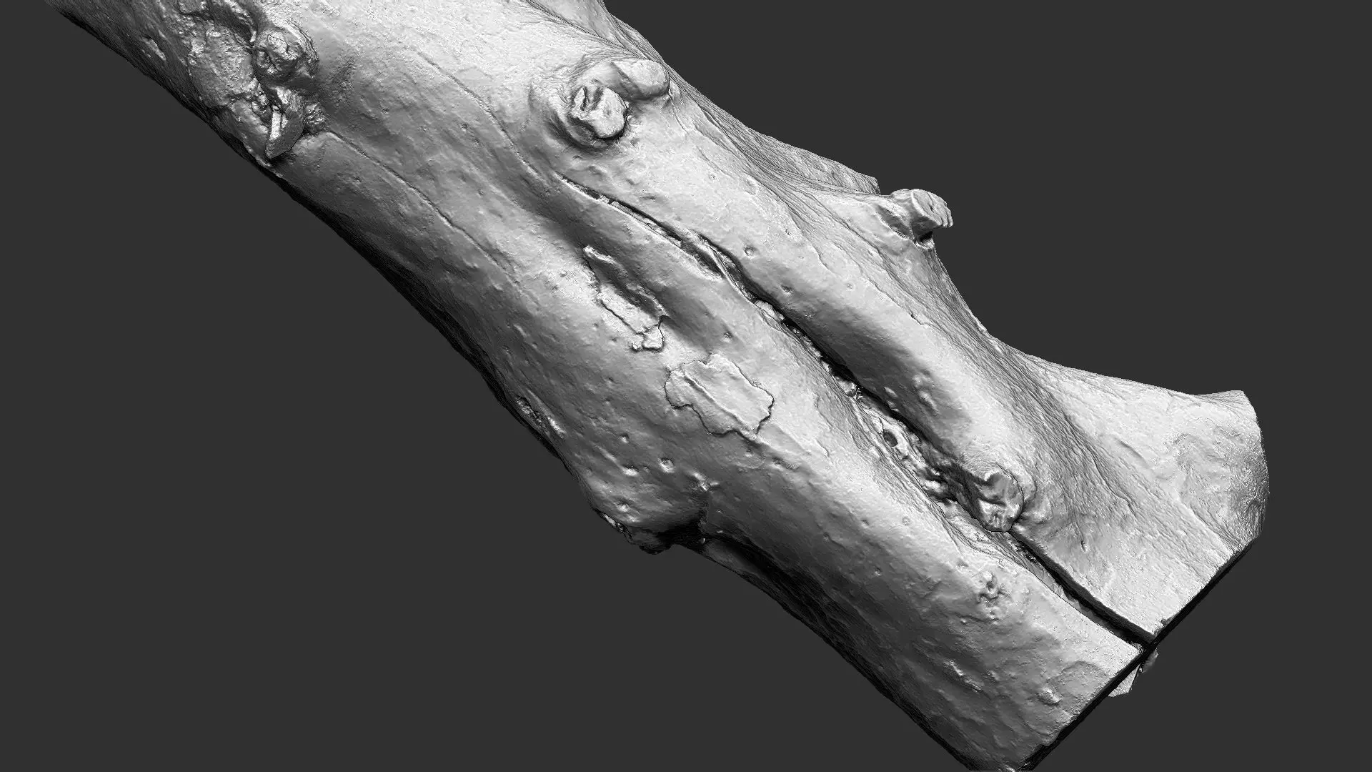 Tree trunk wood ZBrush engraving highpoly 3D model_21