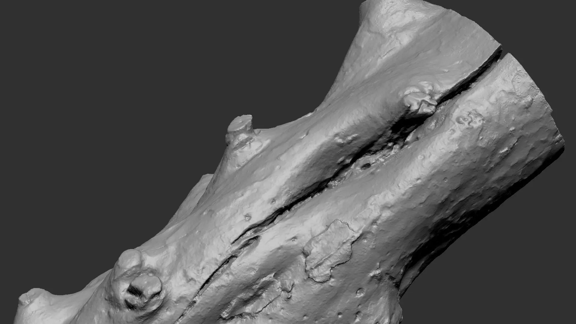 Tree trunk wood ZBrush engraving highpoly 3D model_10