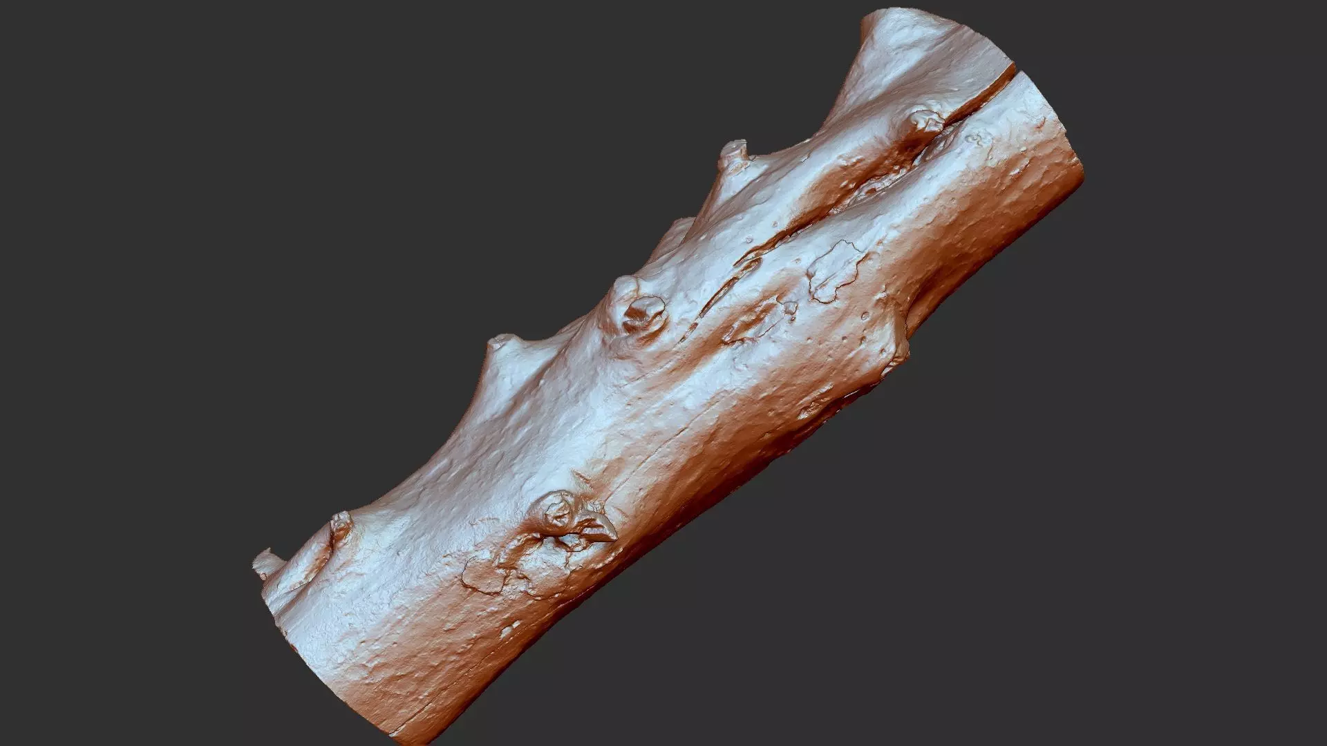 Tree trunk wood ZBrush engraving highpoly 3D model_5