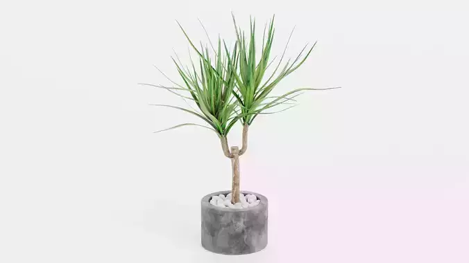 -Dracena in Pot V2-