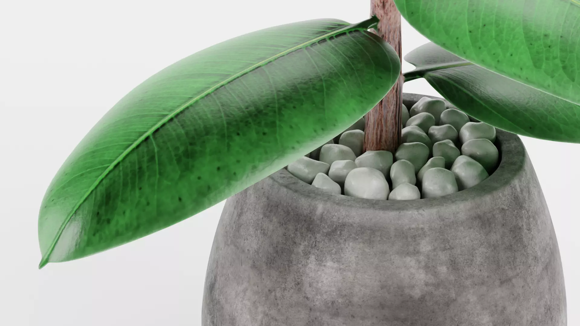 -Ficus in Pot V1- 3D model_7
