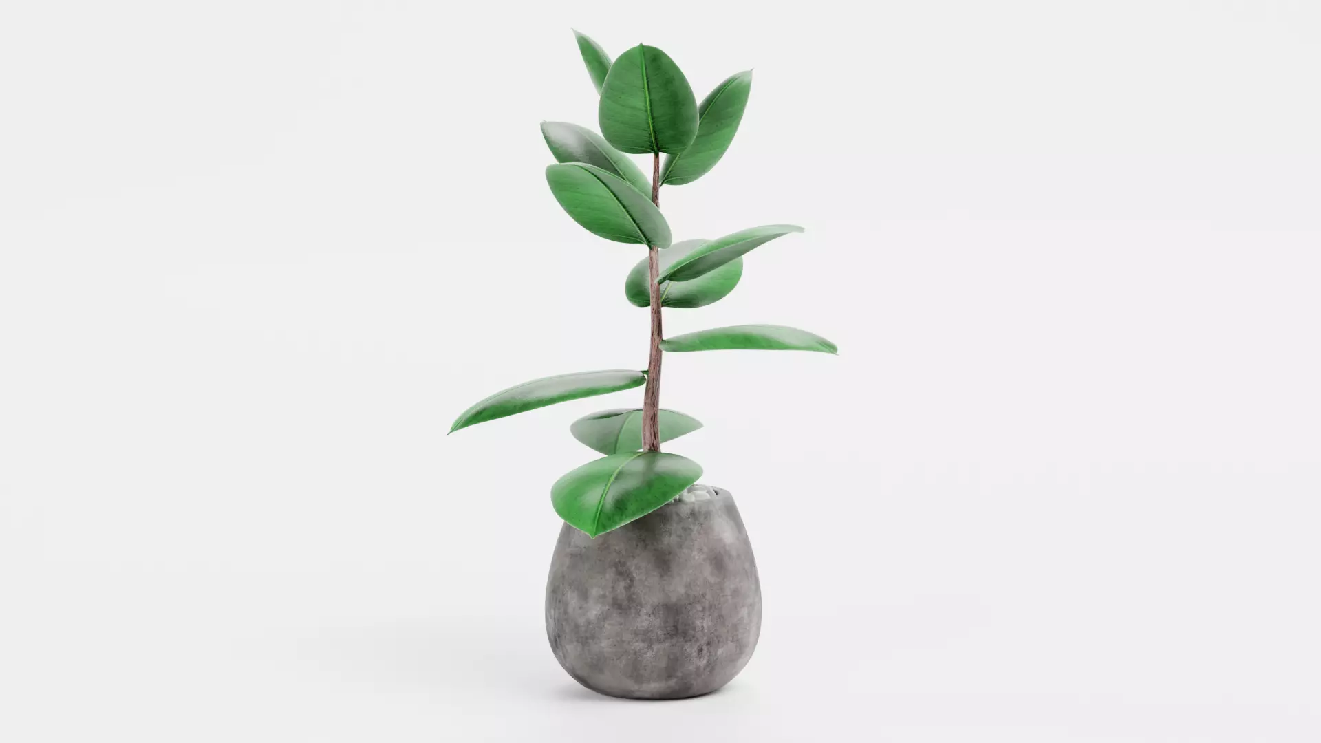 -Ficus in Pot V1- 3D model_1