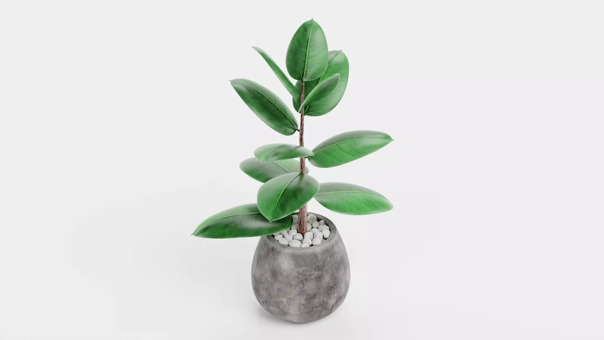 -Ficus in Pot V1- 3D model_4