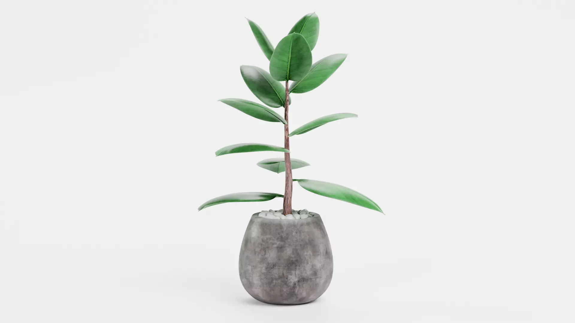 -Ficus in Pot V1- 3D model_0