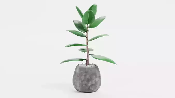 -Ficus in Pot V1-