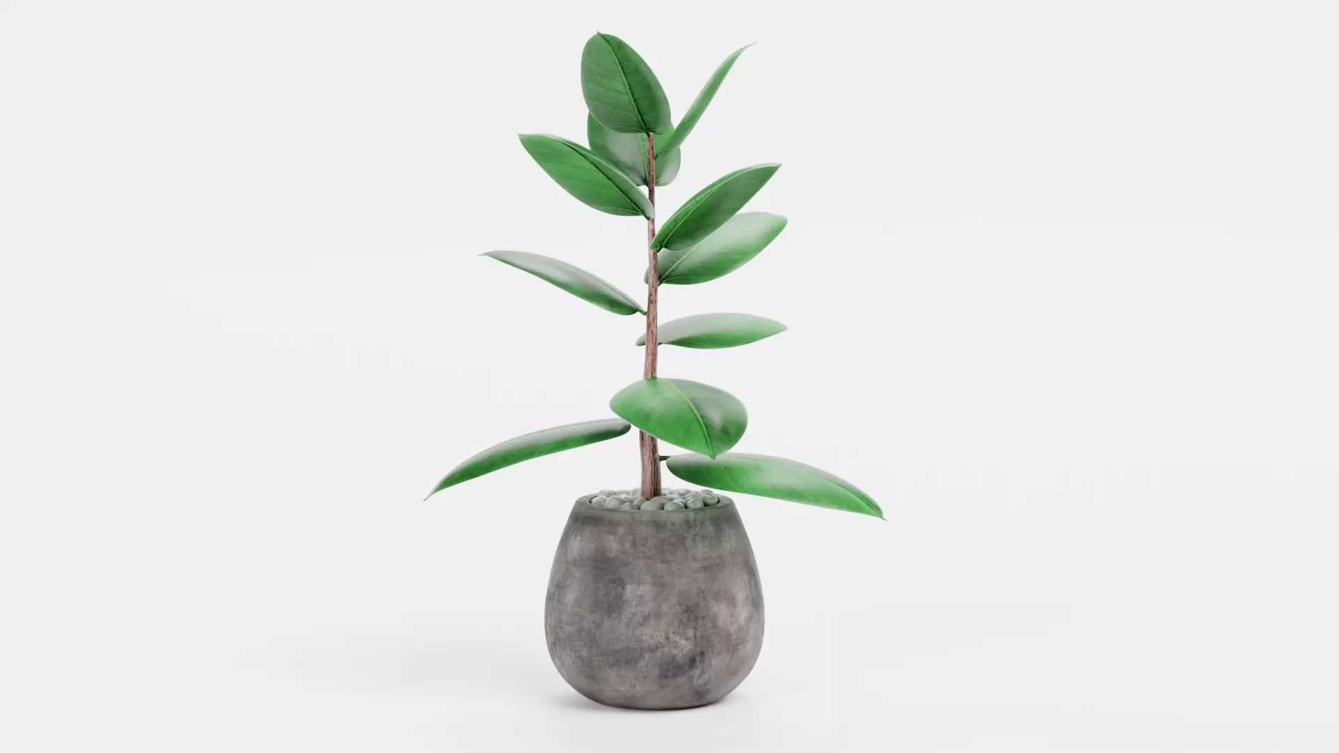 -Ficus in Pot V1- 3D model_2