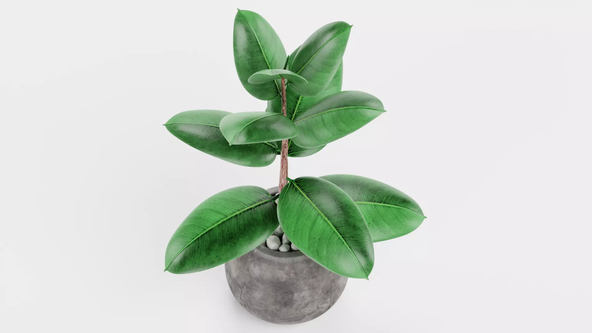 -Ficus in Pot V1- 3D model_5
