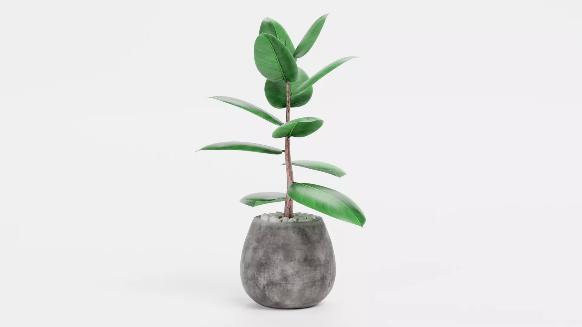 -Ficus in Pot V1- 3D model_3