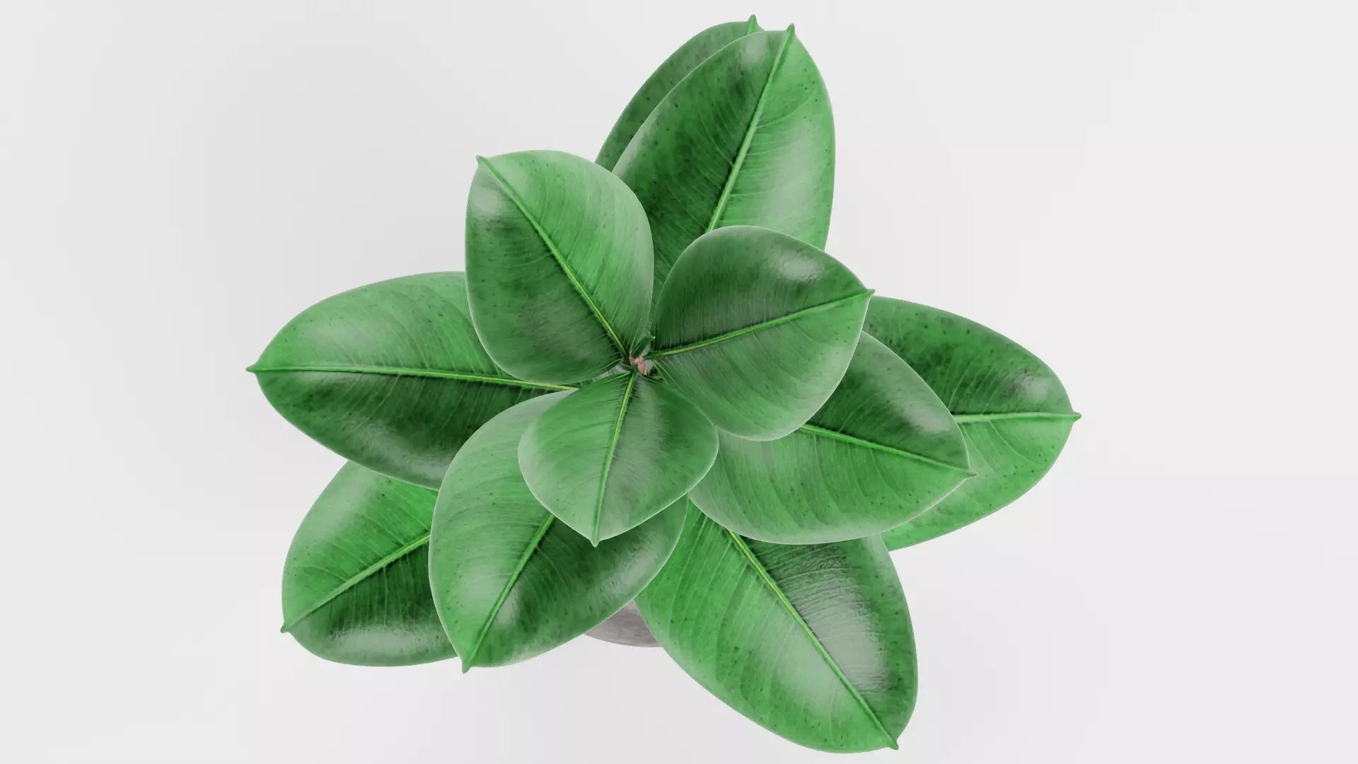 -Ficus in Pot V1- 3D model_6