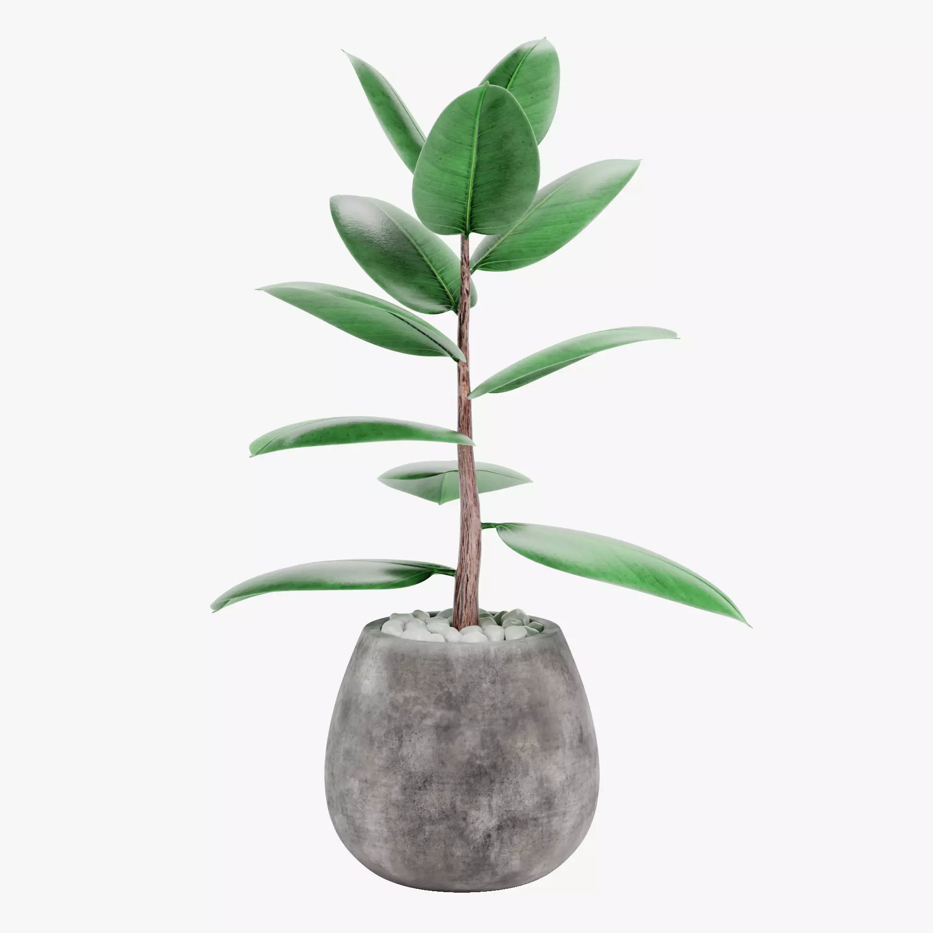 -Ficus in Pot V1- 3D model_13