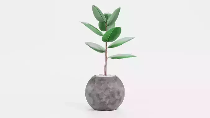 -Ficus in Pot V2-