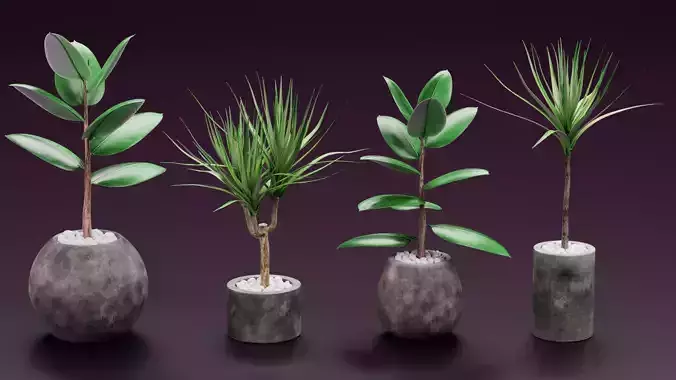 -Home Plants in Pots-
