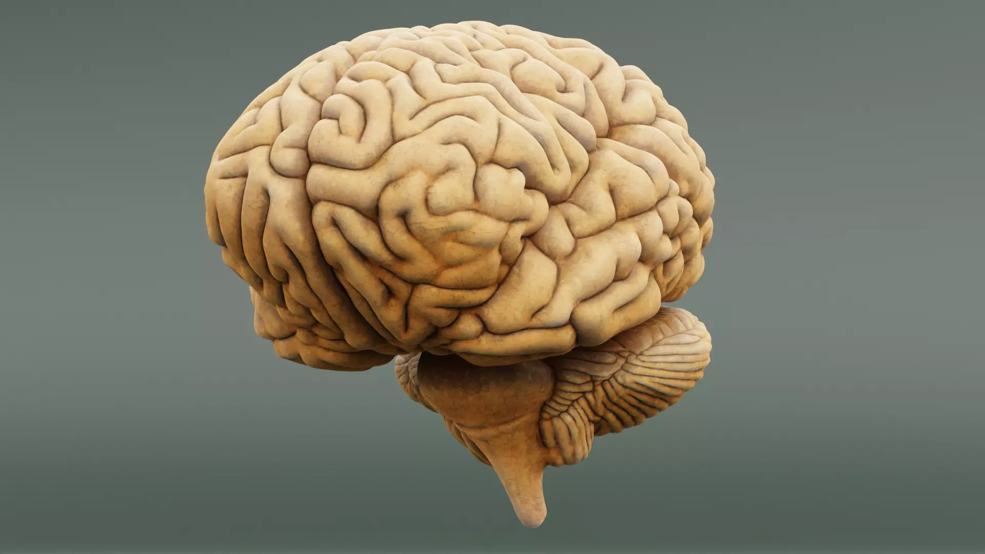 -Human Brain- 3D model_1