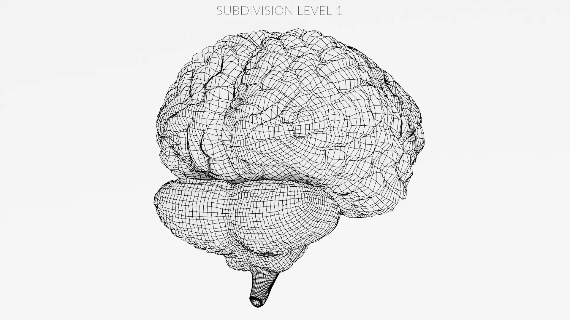 -Human Brain- 3D model_12