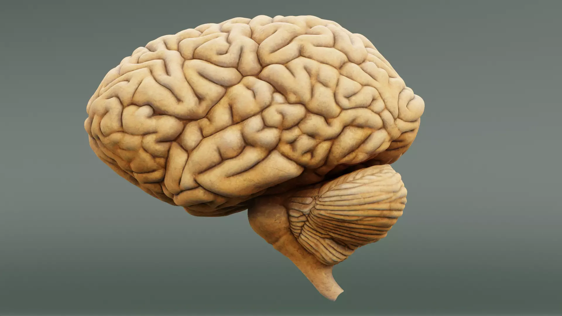-Human Brain- 3D model_0