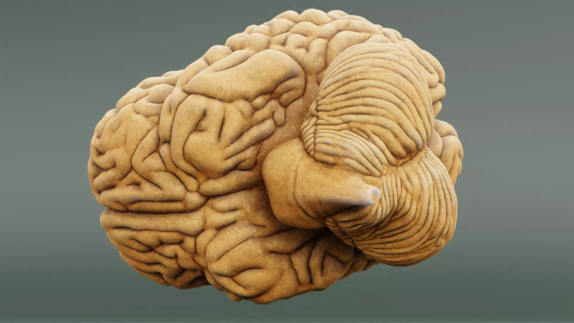 -Human Brain- 3D model_5