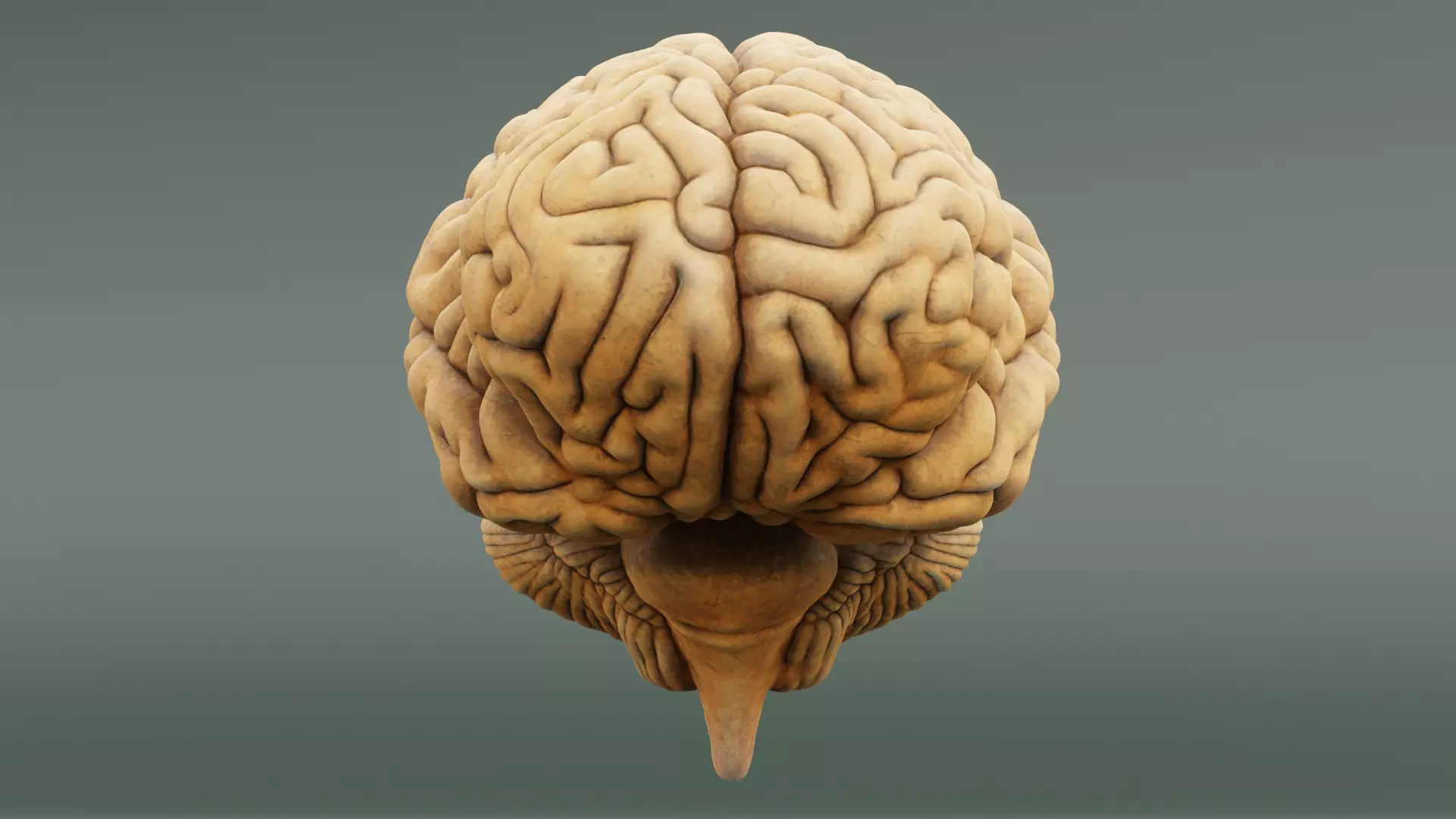 -Human Brain- 3D model_2