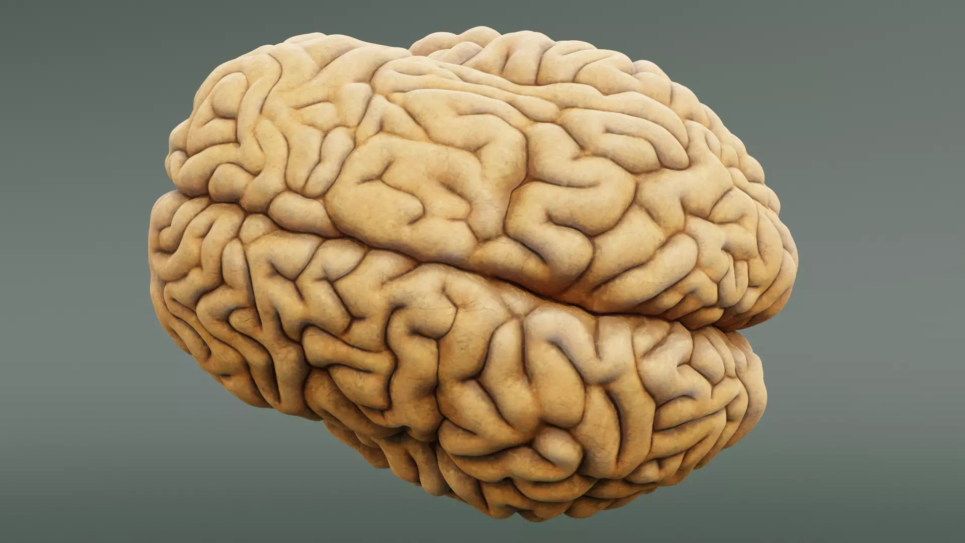 -Human Brain- 3D model_6