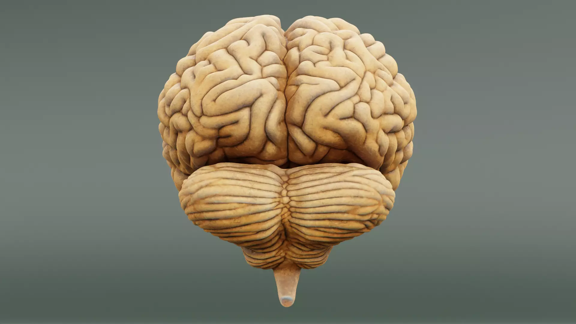 -Human Brain- 3D model_4