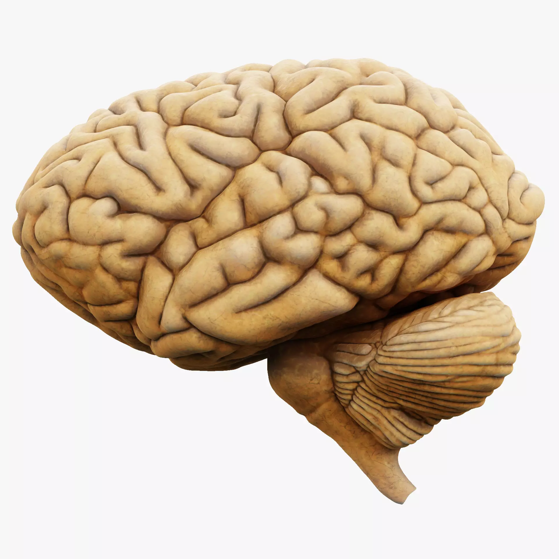-Human Brain- 3D model_15