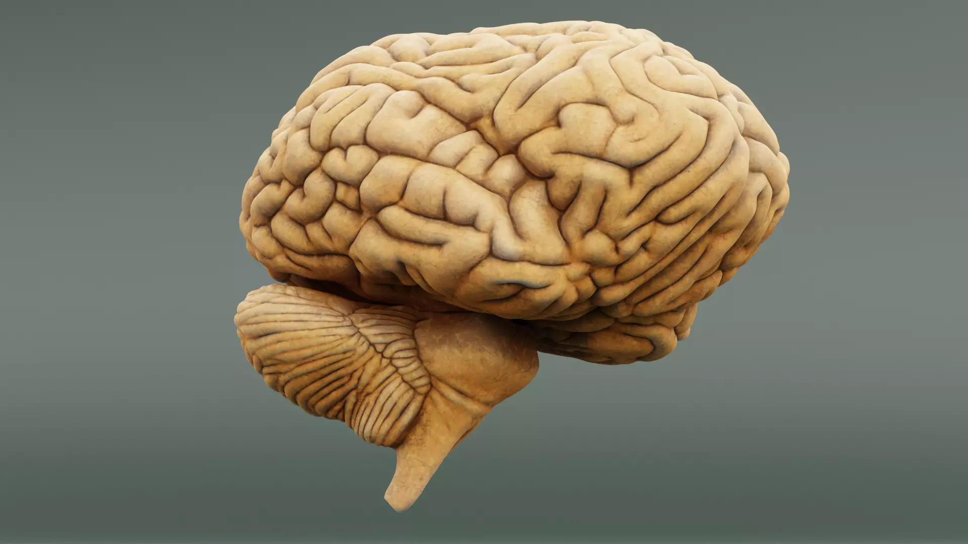 -Human Brain- 3D model_3