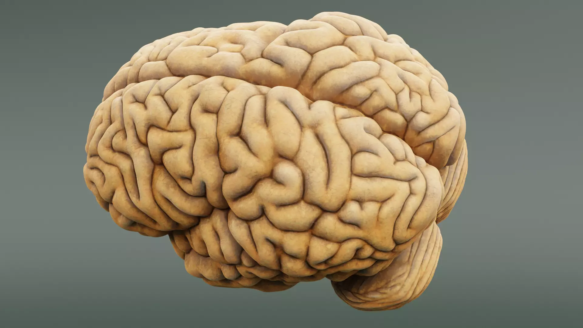 -Human Brain- 3D model_7
