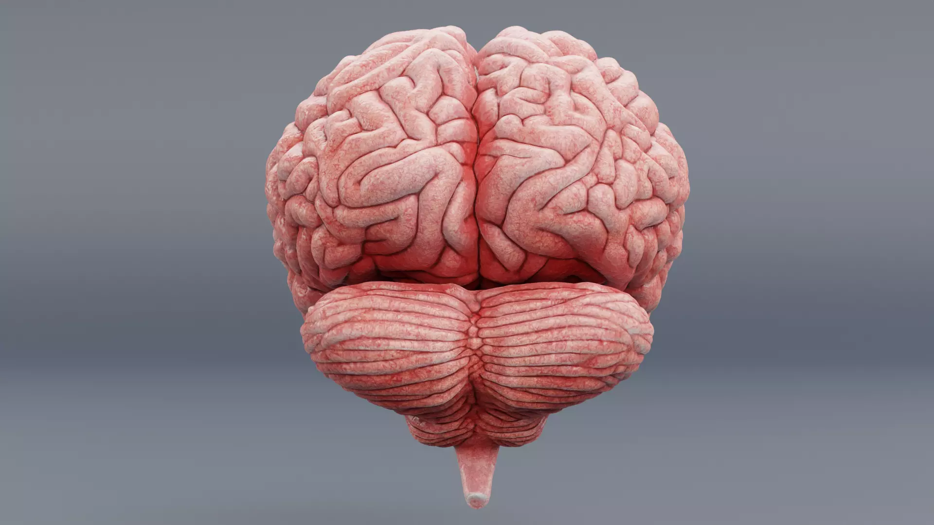 -Human Brain - Fresh- 3D model_3