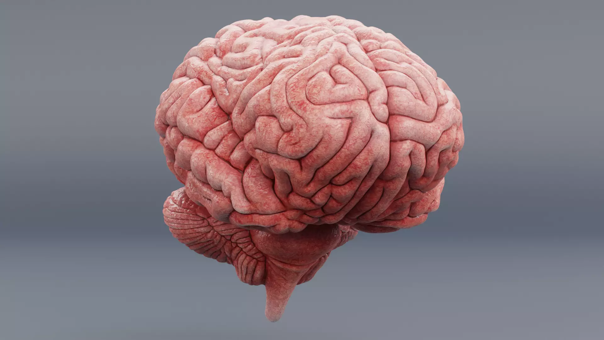 -Human Brain - Fresh- 3D model_6
