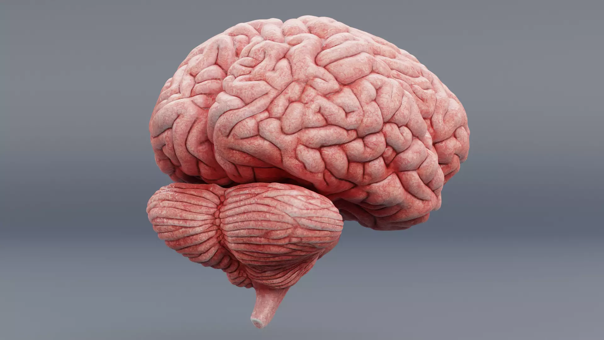 -Human Brain - Fresh- 3D model_2