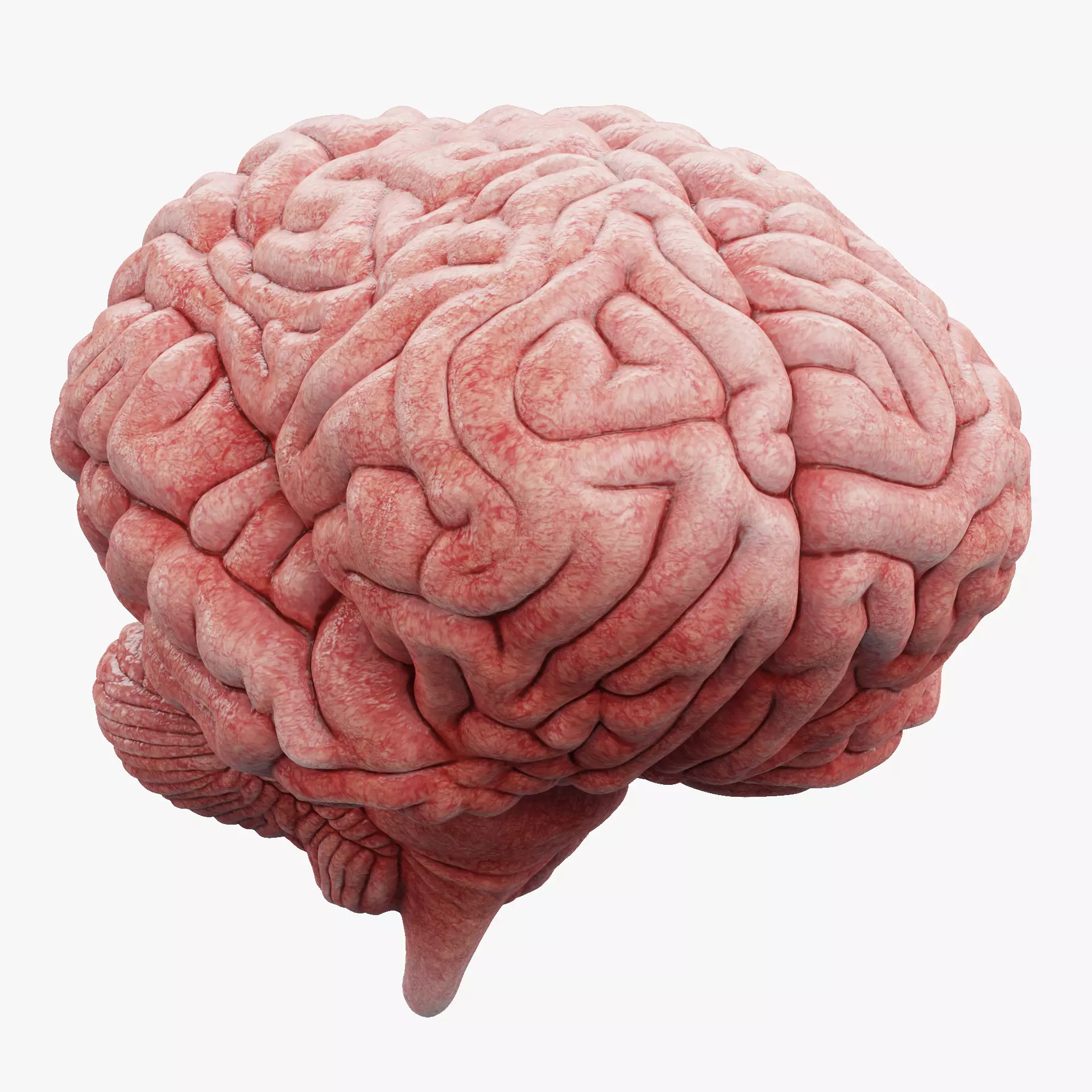-Human Brain - Fresh- 3D model_17