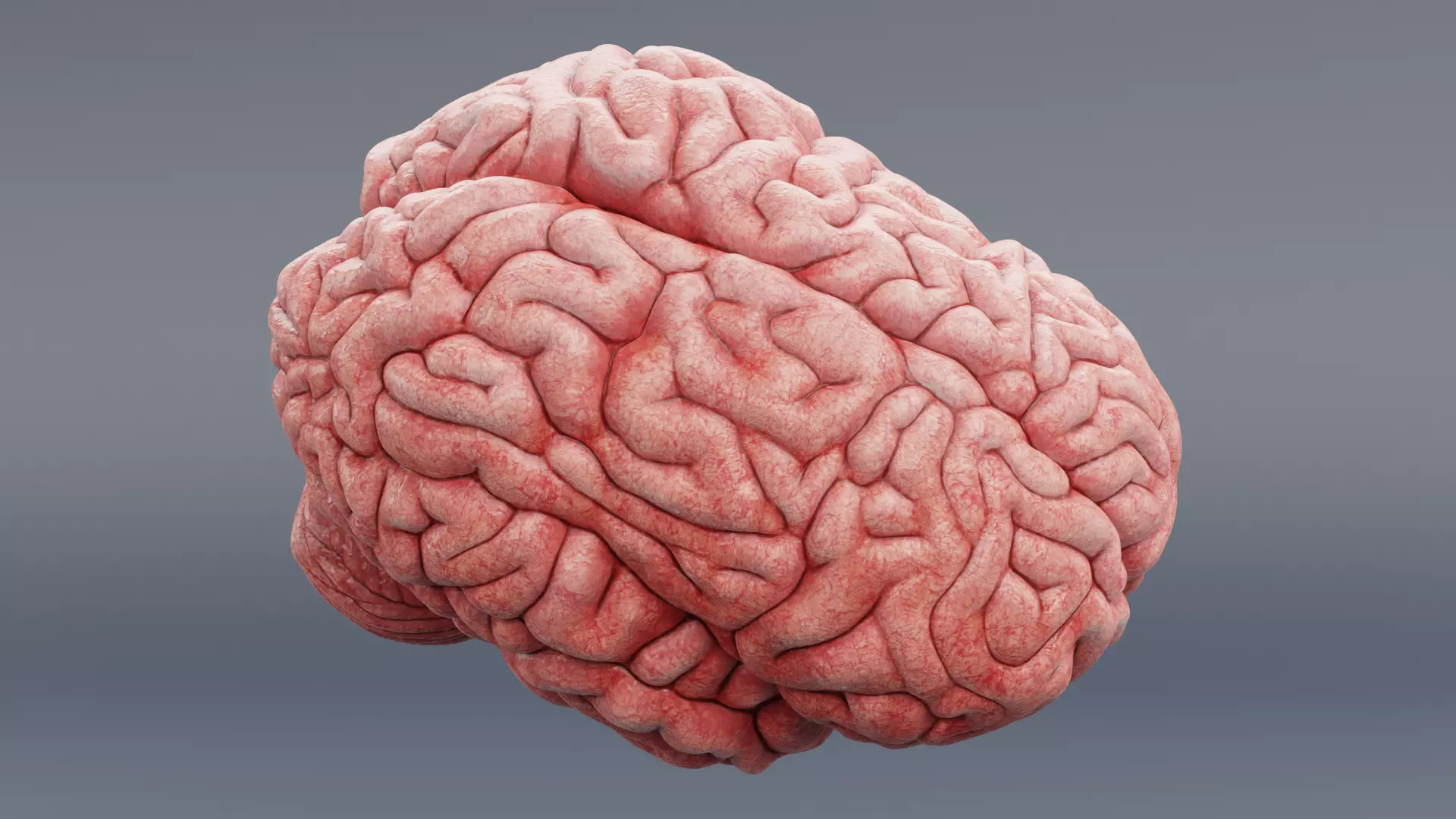 -Human Brain - Fresh- 3D model_8