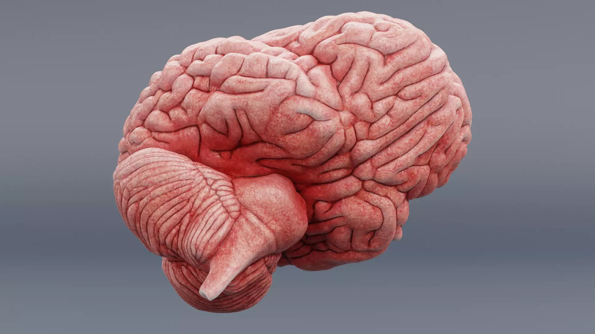 -Human Brain - Fresh- 3D model_7