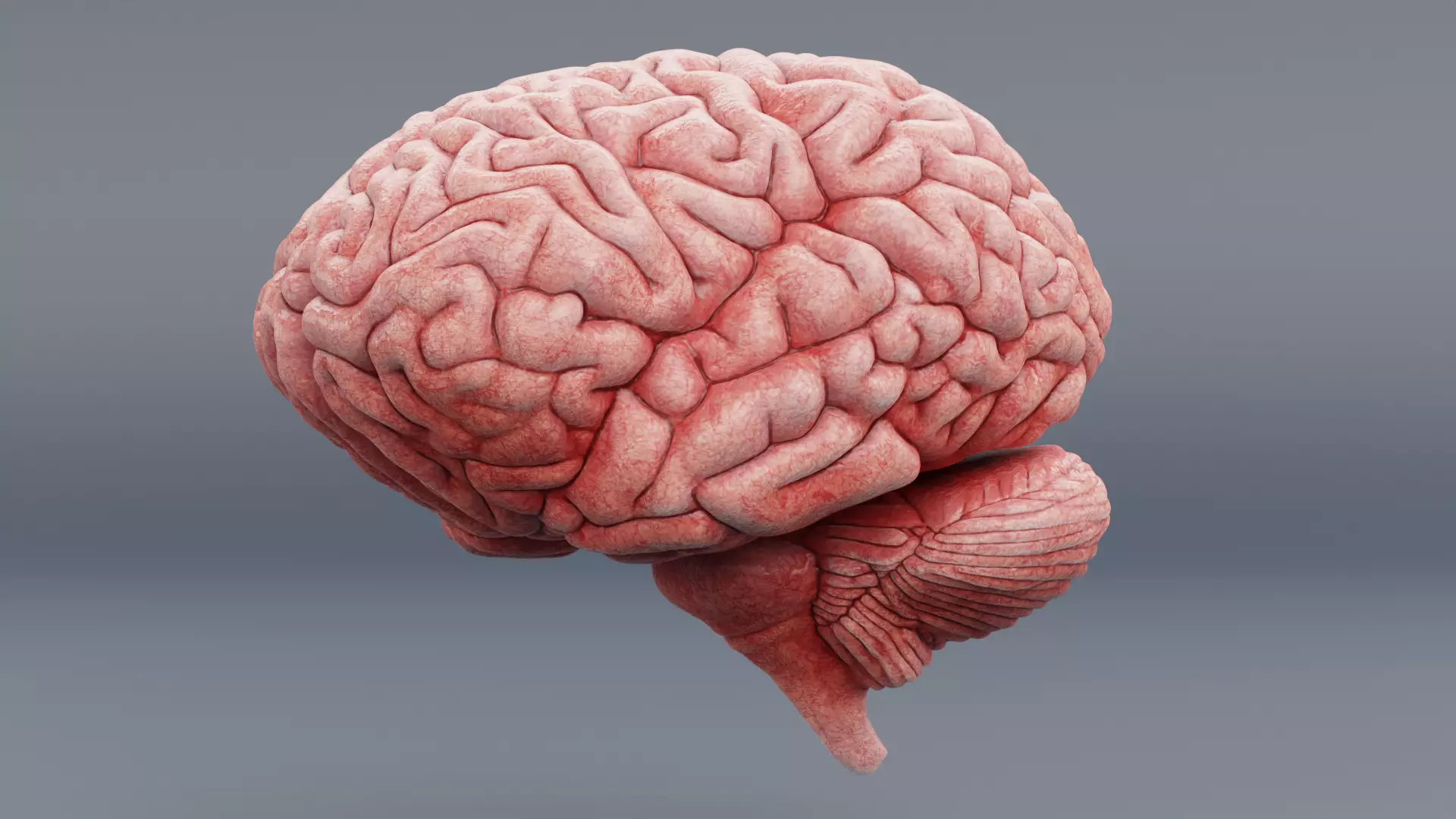 -Human Brain - Fresh- 3D model_4