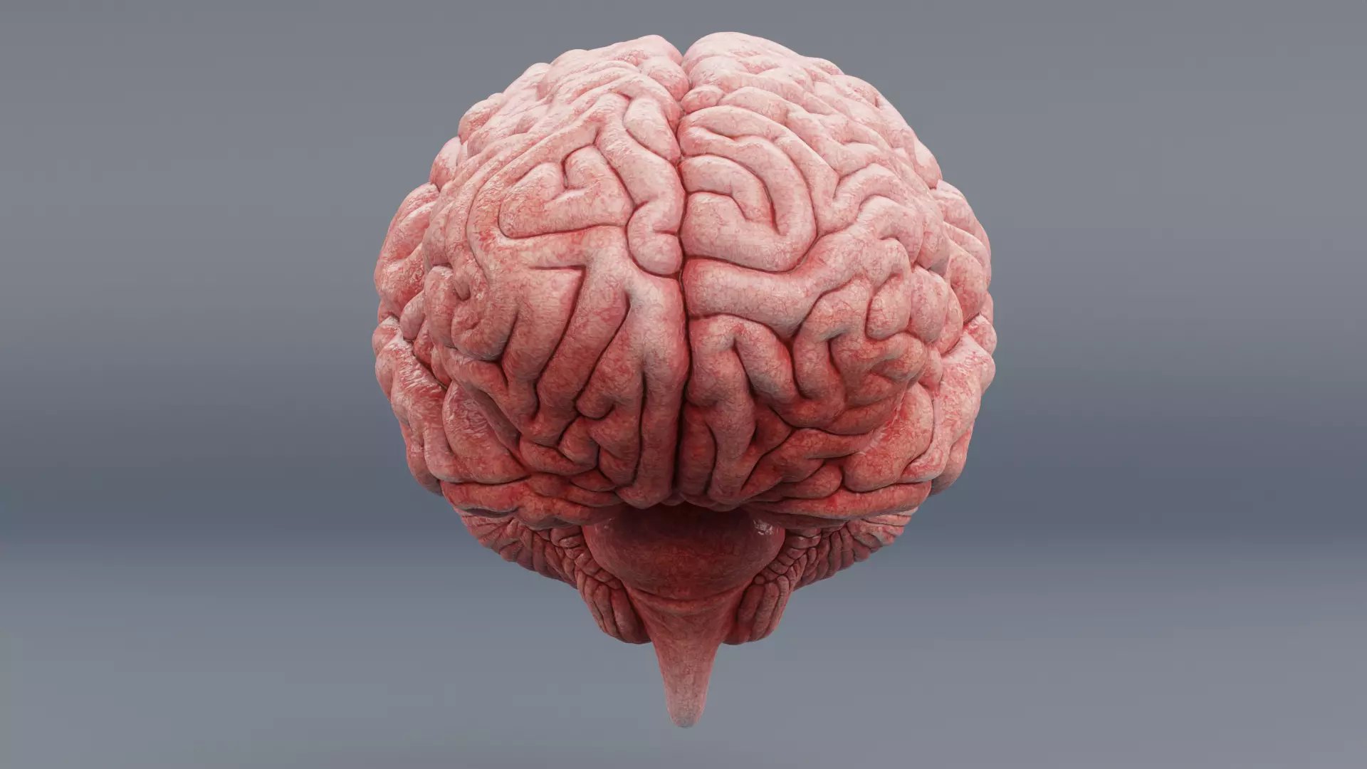 -Human Brain - Fresh- 3D model_5