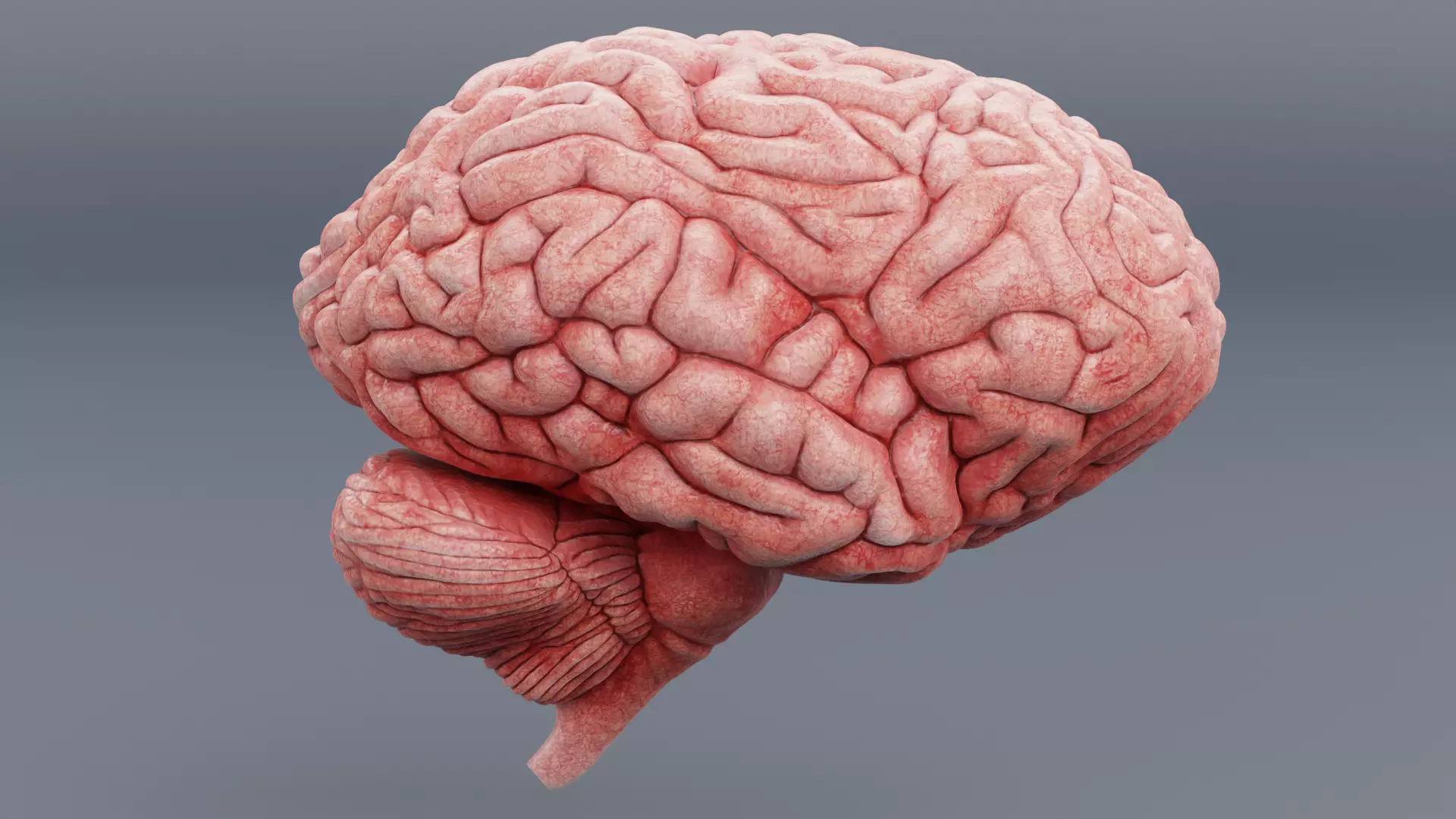 -Human Brain - Fresh- 3D model_1