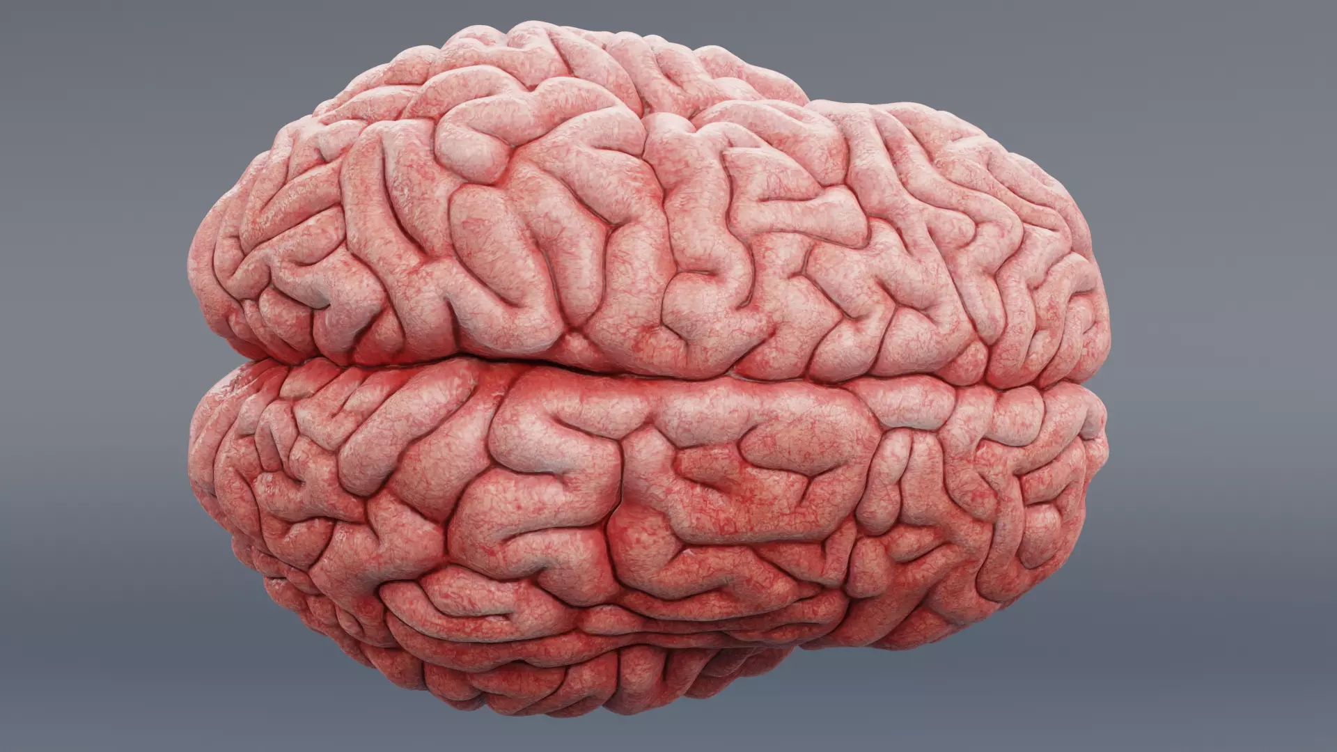 -Human Brain - Fresh- 3D model_9