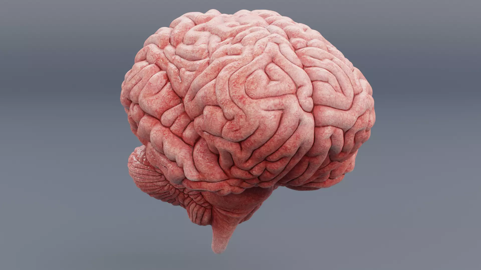 Brain - Realistic Human Anatomy with Fresh Tissue Appearance 3D model