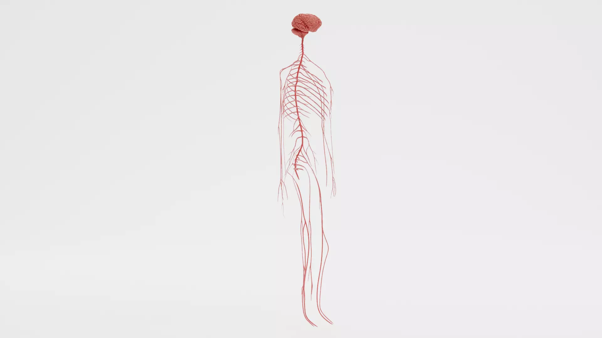 -Human Nerves - Fresh- 3D model_1