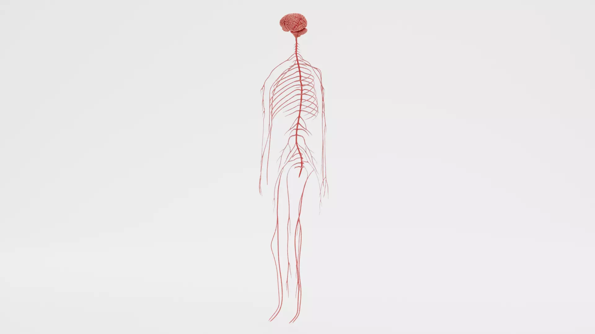 -Human Nerves - Fresh- 3D model_2